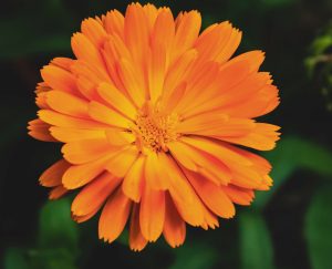 Ringelblume: Einer der Inhaltsstoffe von Physiorelax.